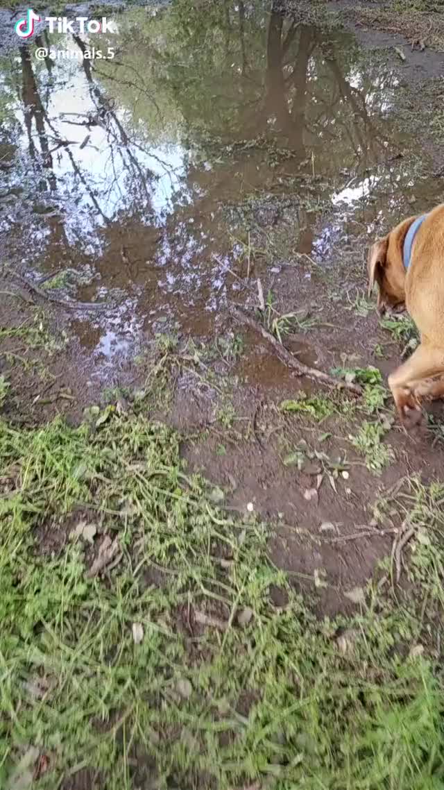 We got SO much rain!!? And our rain gauge broke from hail!! #theanimalfans How rain