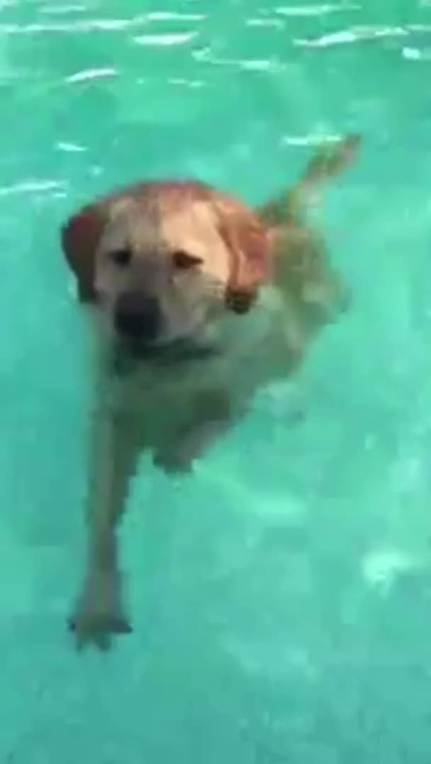 Cute Pool Puppy gif