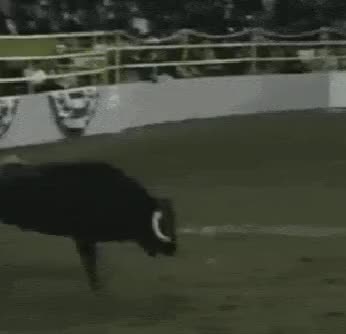 And you thought bulls had big balls