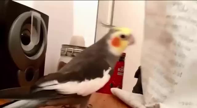 Cutest Singing Parrots – The Most Talented Parrots 2018