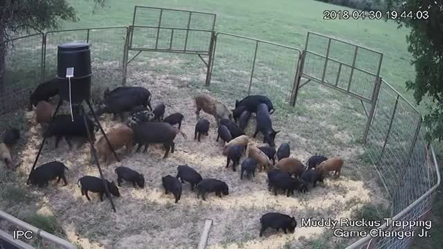 42 hogs one drop