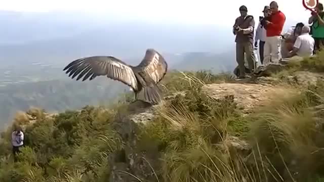 Found 2 years prior suffering from poisoning symptoms, Sayani the condor was released