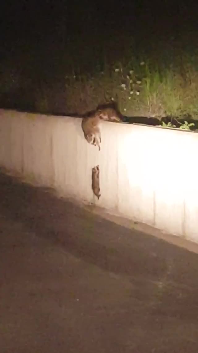 Beautiful teamwork by a raccoon mother and her babies