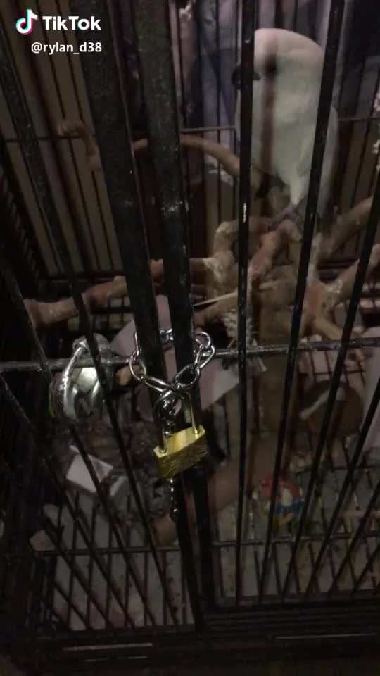 Take that Bella! #fixedit #notperfect #lock #key #storytime #funtimes #bird #parrot