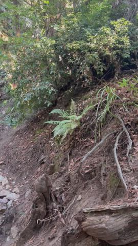 Flashing in the Redwood Forest