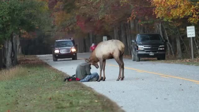 A young elk challenges a photographer who just wants to get a few good nature shots