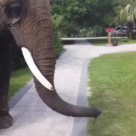 Este elefante tenta rasgar o biquíni de uma mulher