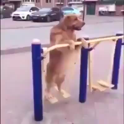 ATÉ O CACHORRO TÁ SE EXERCITANDO E VOCÊ AÍ ENGORDANDO NO SOFÁ