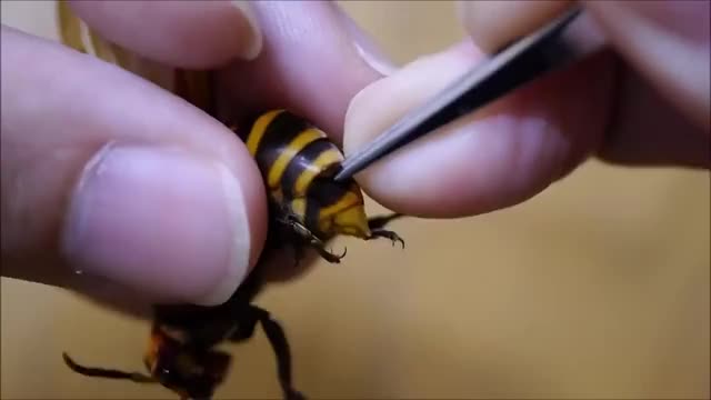 Removing a Parasite from a Wasp