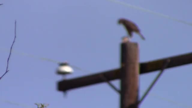 raptor has breakfast in North Park