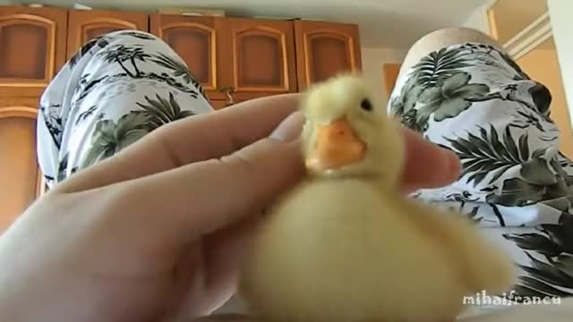 I Are Cute Duckling AWW - Funny Baby Duck Animal