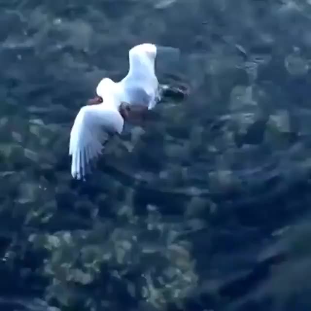 This seagull got an unfortunate surprise..