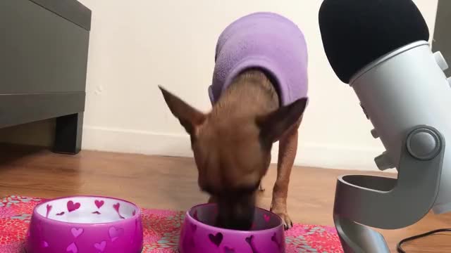 asmr pupper