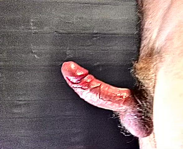 australian cock ring edging exhibitionist hairy cock mature public gif