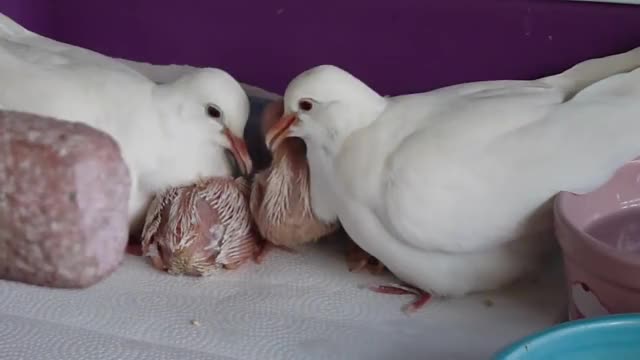 WHITE RINGNECK DOVES FEEDING THEIR BABIES