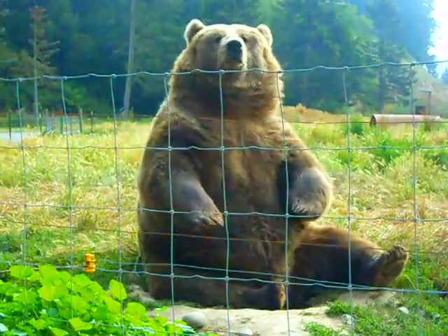 Kodiak Bear Waving