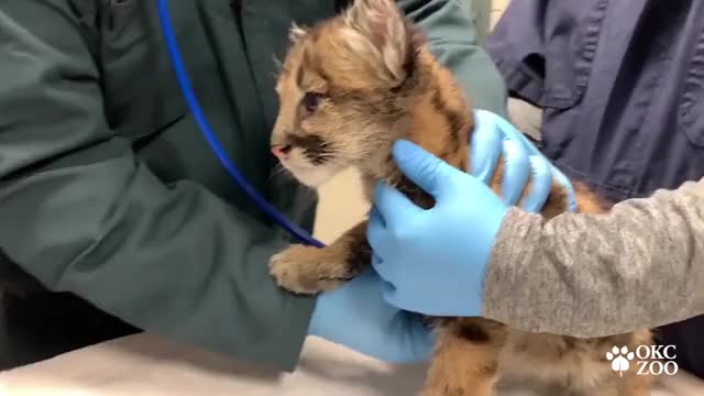 OKC Zoo Welcome's Mountain Lion Cubs