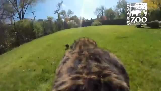 Cheetah Runs Full Speed with GoPro - Cincinnati Zoo