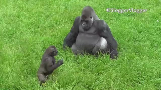 Lope The Gorilla Youngster Is Trying To Get A Reaction From His Dad The Big Silverback