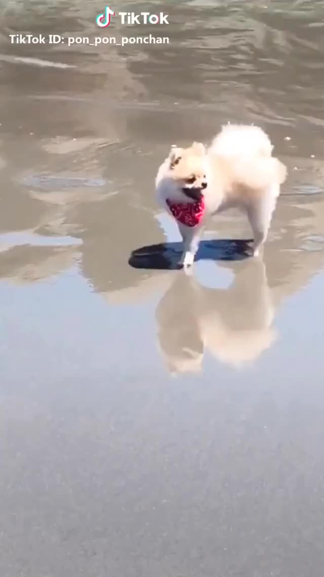 夏の思い出で #反転世界 #うちの犬 #waterchallenge #自慢のペット