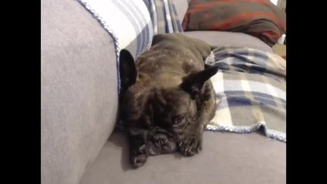 SovietWomble - Lulu the Burrito
