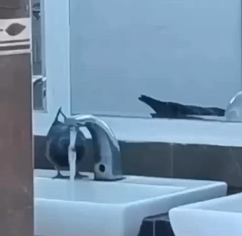 Smart pigeon sets off motion sensor to drink water