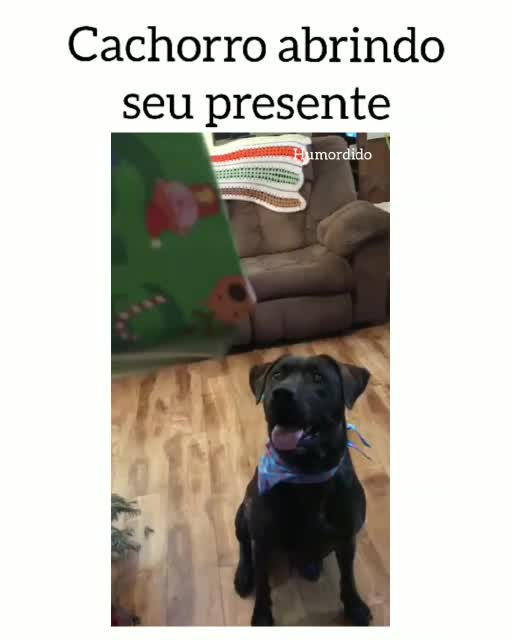 dog-ganhando-presente