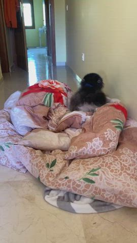 This dog has a serious eating issues